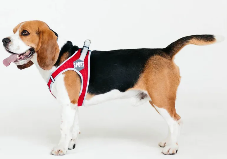 Анатомическая шлейка-жилетка MARLI, размер M, обхват груди 40-50 см