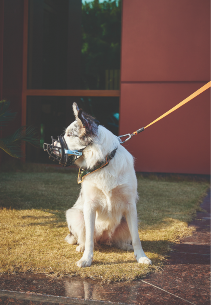 Намордник ТПЭ термопластичный эластомер L, 19 x 14 x 9 см, дл 14 см, окр. 37.5 см